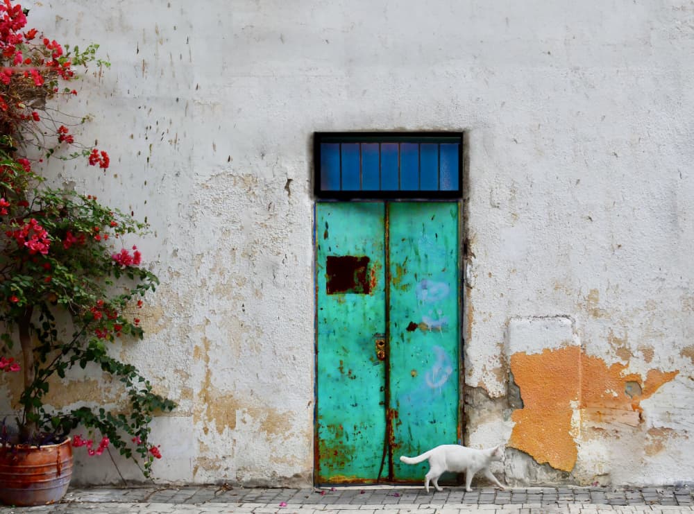 White Cat Green Door by Arnon Orbach — canvas wall art