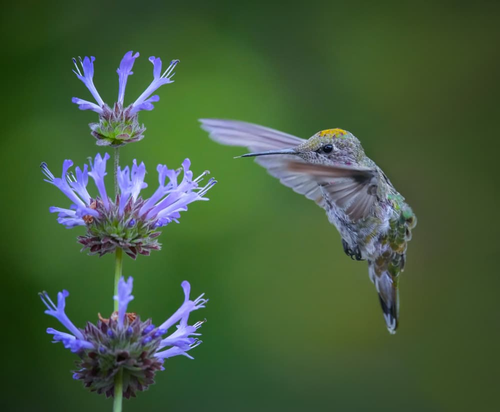 Hummingbird At Purple Bloom by Xiaojian Huang — canvas wall art