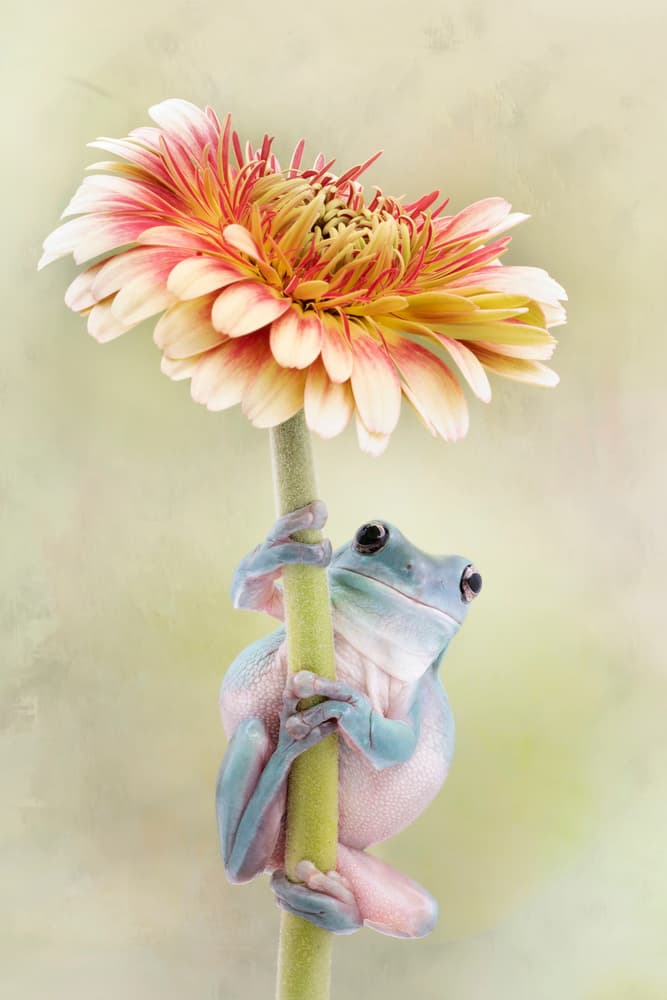 Cute Tree Frog on Daisy by Linda D Lester — canvas wall art