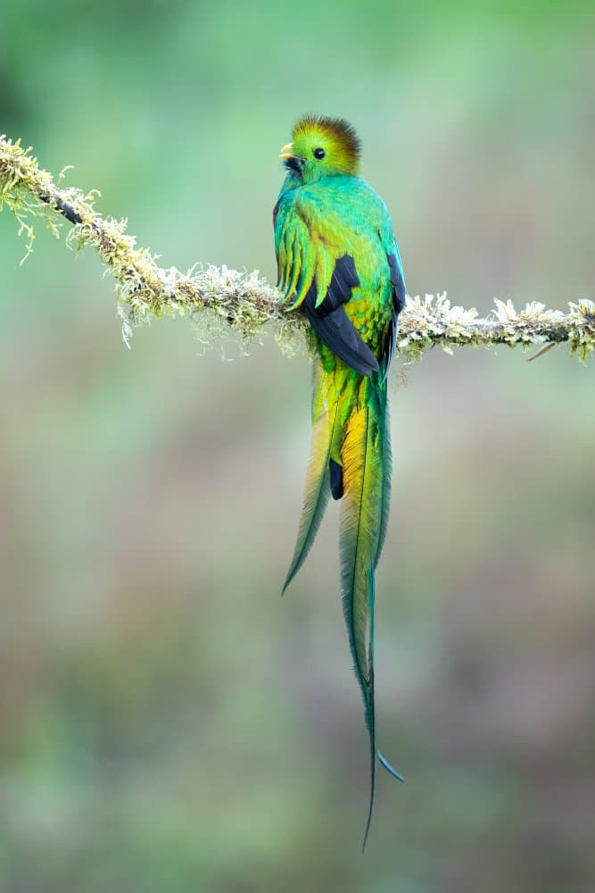 Resplendent Quetzal Bird by Milan Zygmunt — canvas wall art