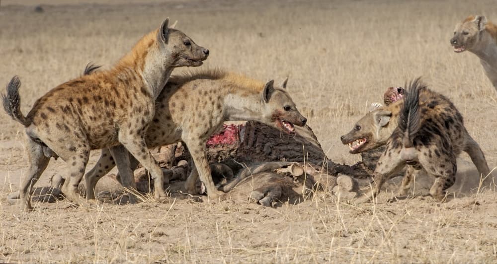 African Hyenas Feeding by Foad Mirzaie — canvas wall art