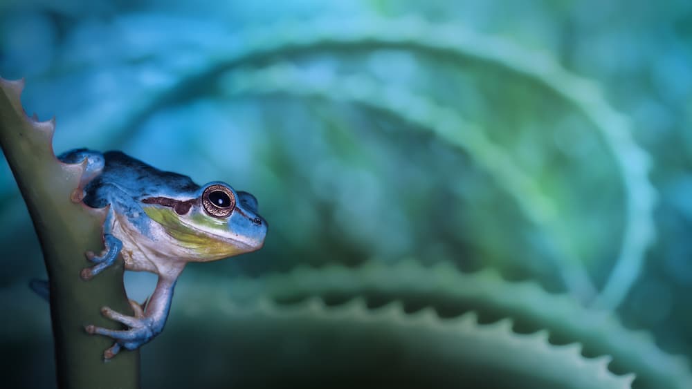 Serene Blue Frog by Jimmy Hoffman — canvas wall art