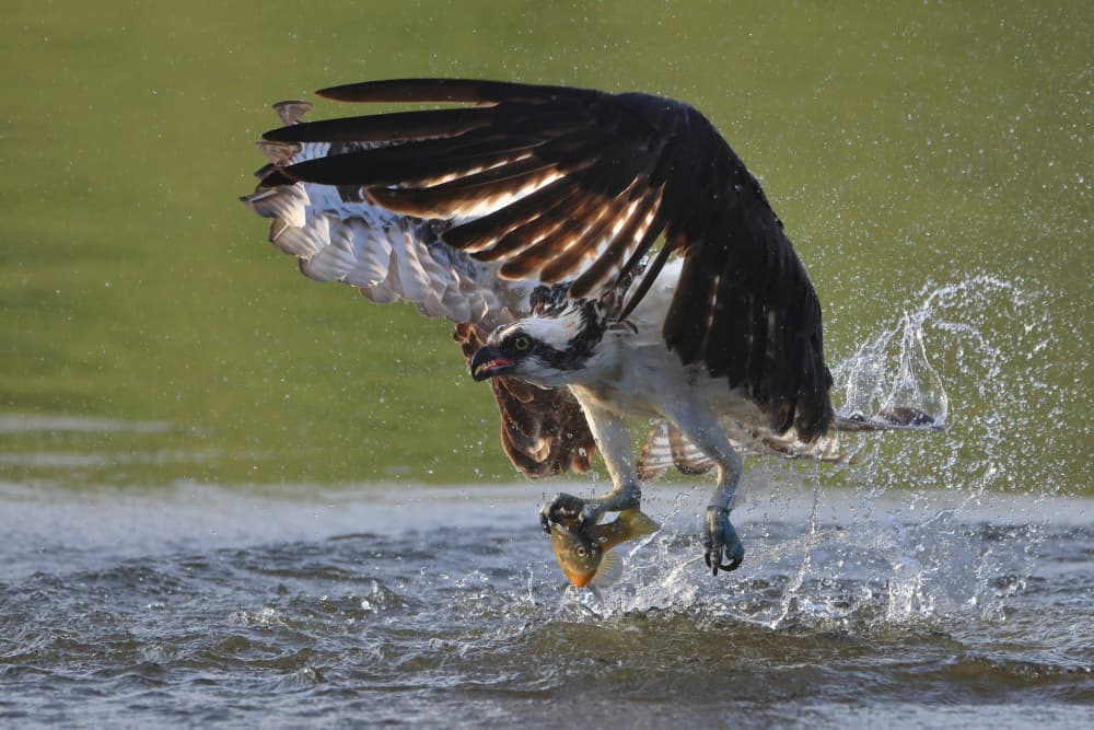 Dynamic Osprey Catch by Gavin Lam — canvas wall art