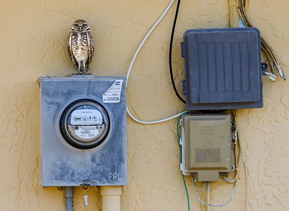 Burrowing Owl on Meter by Jane Lyons — canvas wall art