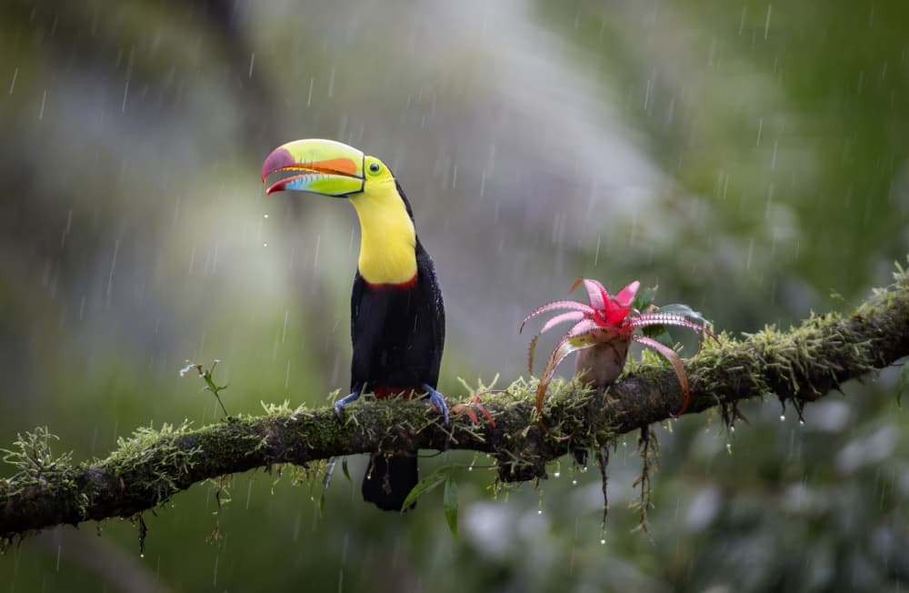 Rainforest Toucan in Rain by Larry Deng APA — canvas wall art