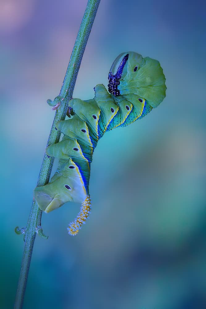 Vibrant Blue Caterpillar by Jimmy Hoffman — canvas wall art