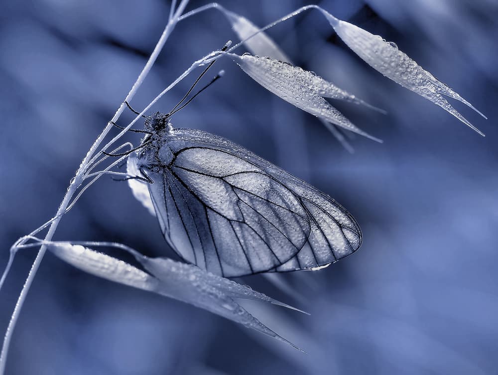 Frosted Blue Butterfly by Thierry Dufour — canvas wall art