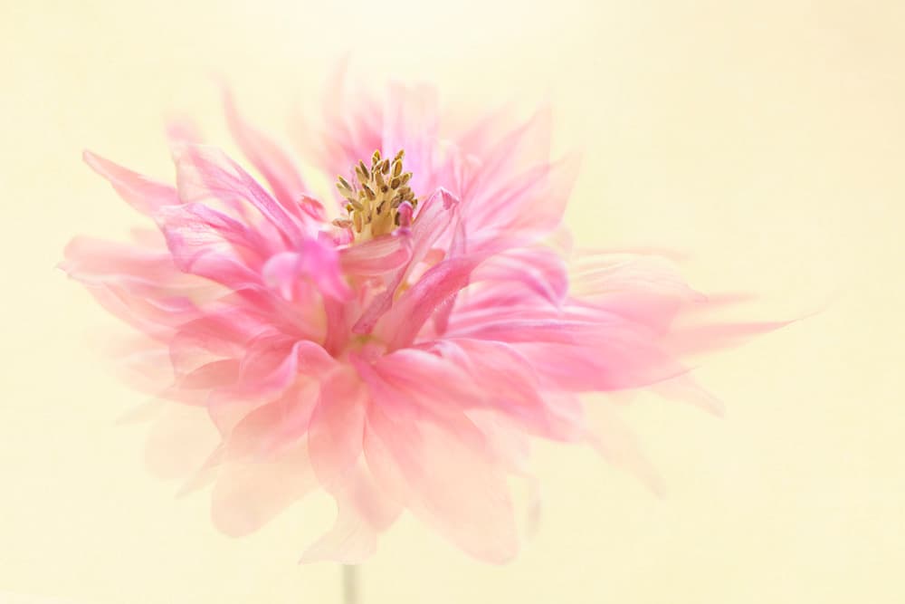 Soft Pink Dahlia by Jacky Parker — canvas wall art