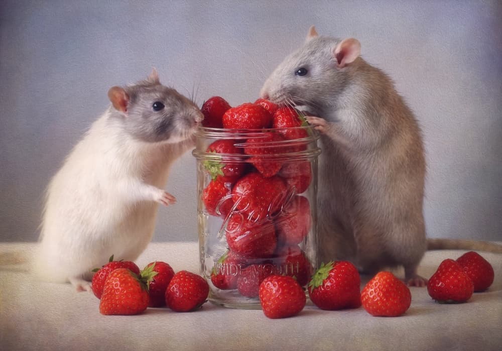 Cute Rats With Strawberries by Ellen van Deelen — canvas wall art