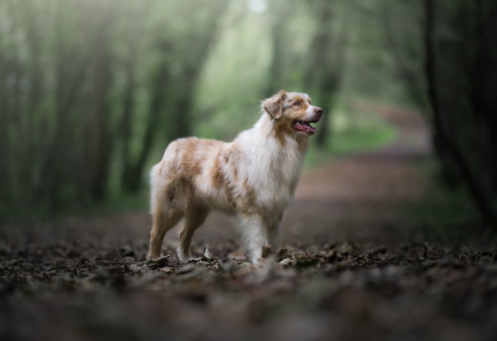Loyal Dog Forest Path by Alfonso maseda varela — canvas wall art