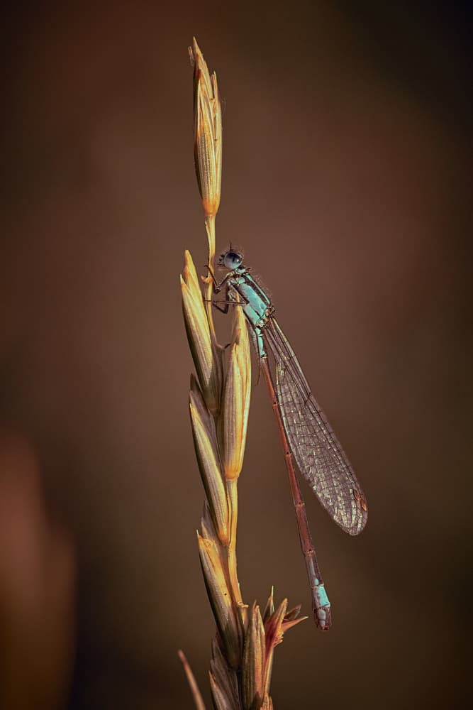 Elegant Blue Damselfly by Stuart Williams — canvas wall art