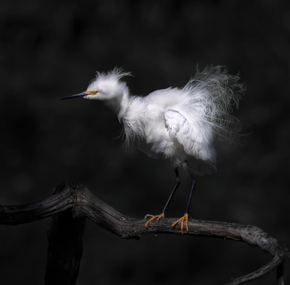 Snowy Egret In Spotlight by Judy Tseng — canvas wall art