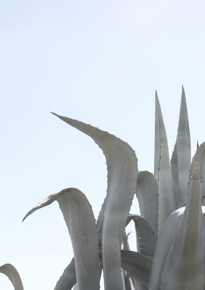 Azure Agave Dreams by Shot by Clint — canvas wall art