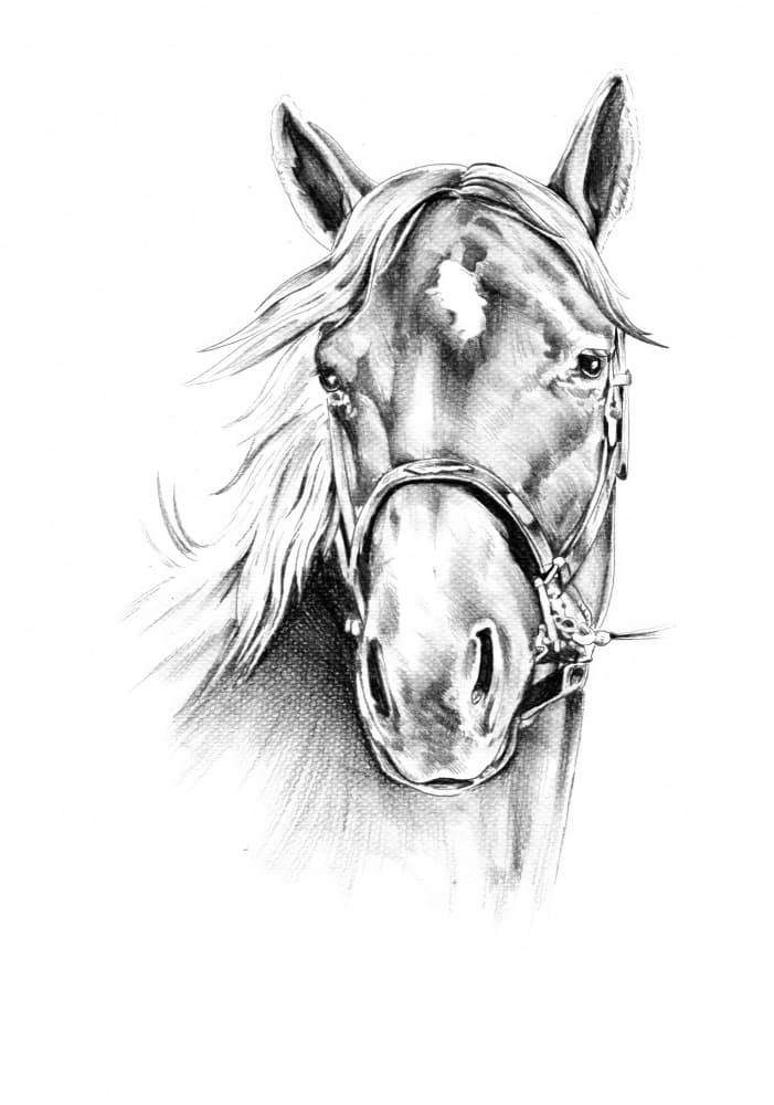 Noble Horse Drawing by Kulik — canvas wall art