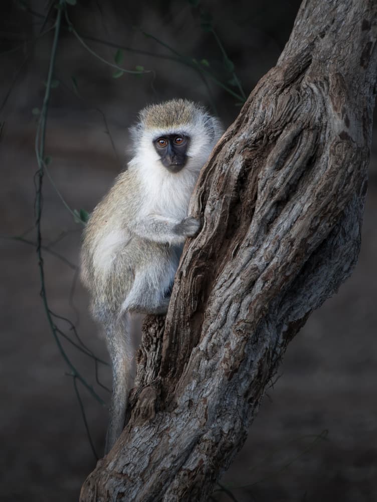 Vervet Monkey Gaze by Yun Gong — canvas wall art