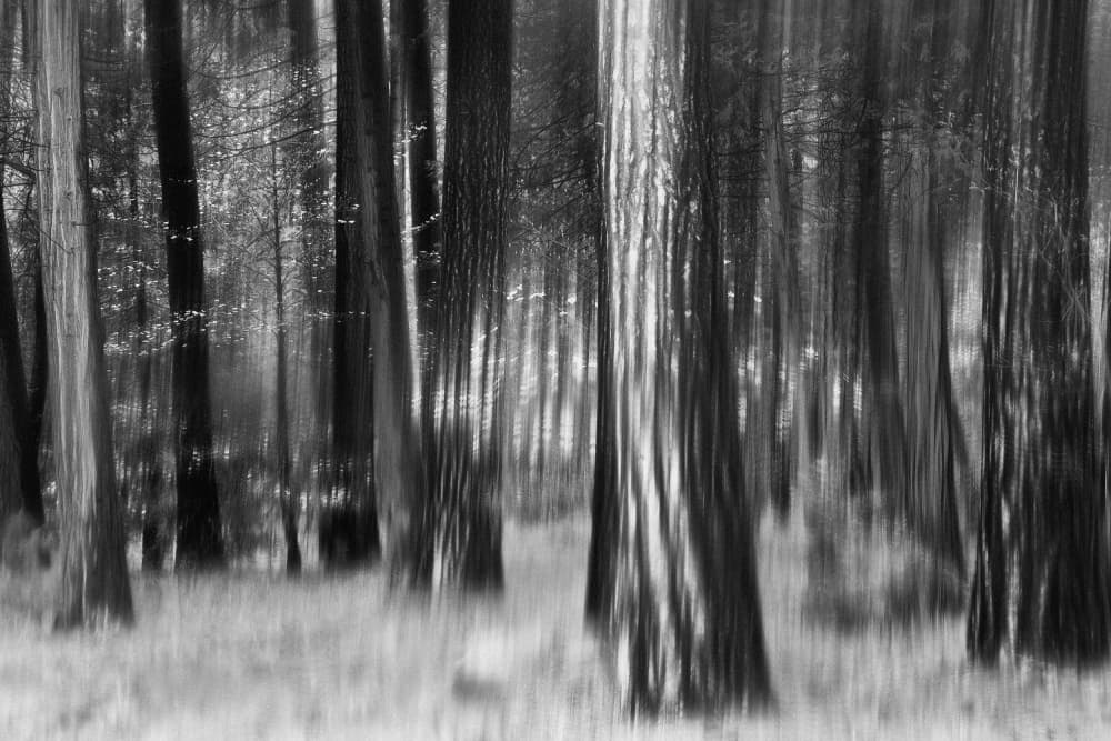 Serene Forest Blur by Jerry Berry — canvas wall art