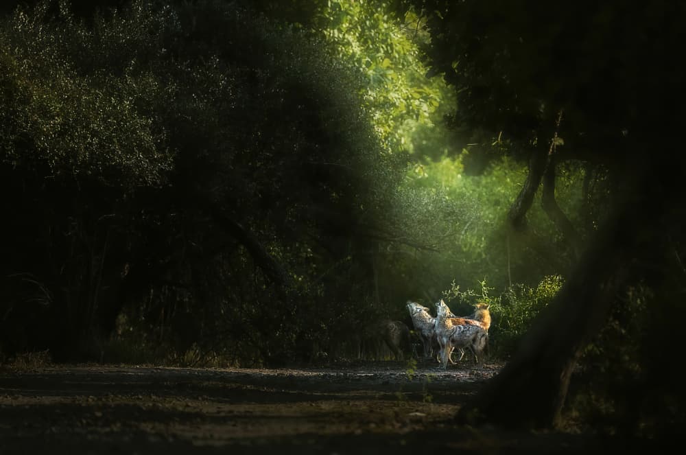 Wild Dogs Forest Light by Jayanta Guha — canvas wall art