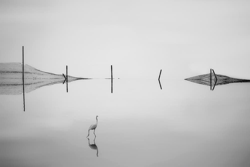 Serene Egret Reflection by MingLun Tsai (蔡明倫) — canvas wall art