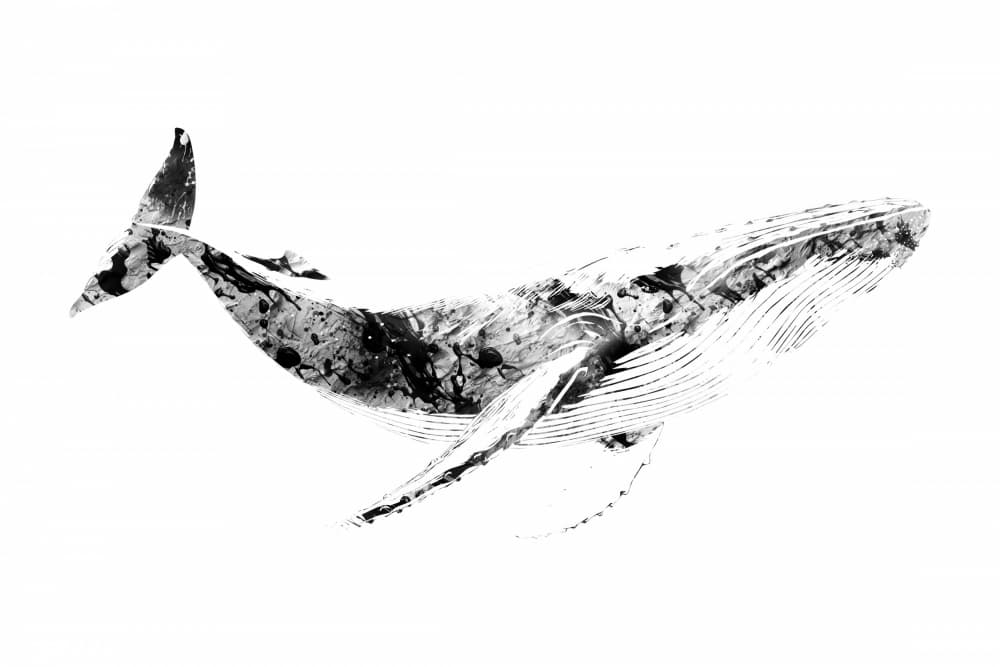 Abstract Humpback Whale by Rafal Kulik — canvas wall art