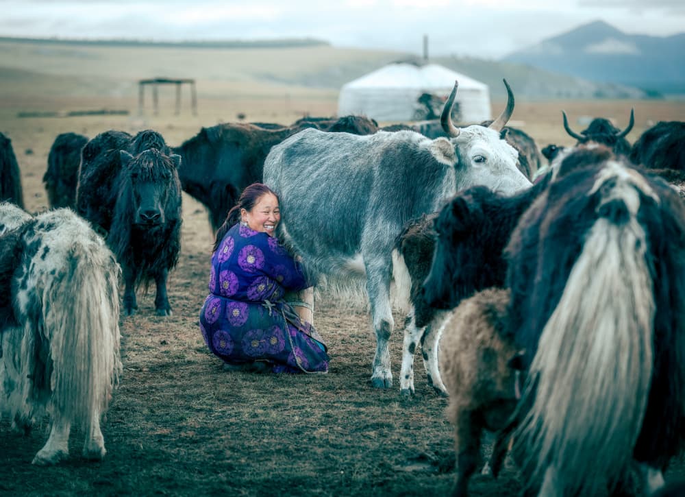 Mongolian Woman Yak Milking by Frank Ma — canvas wall art