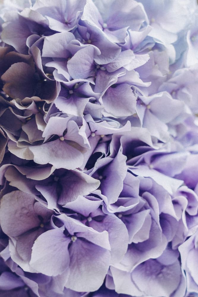 Vibrant Purple Hydrangea Flowers by uplusmestudio — canvas wall art