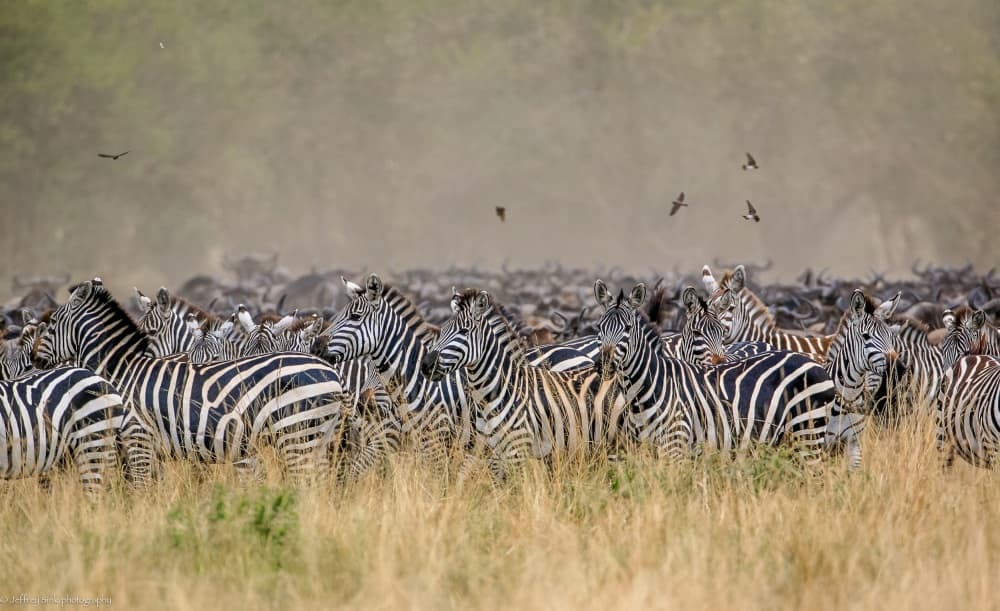 African Zebra Migration by Jeffrey C. Sink — canvas wall art