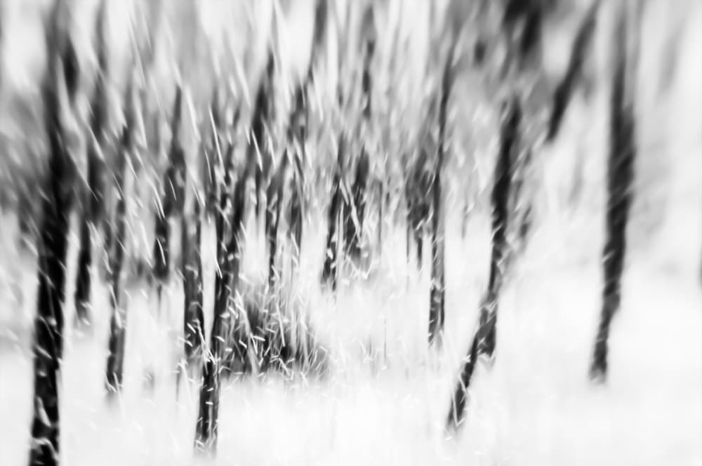 Winter Forest Blur by Imaginative — canvas wall art