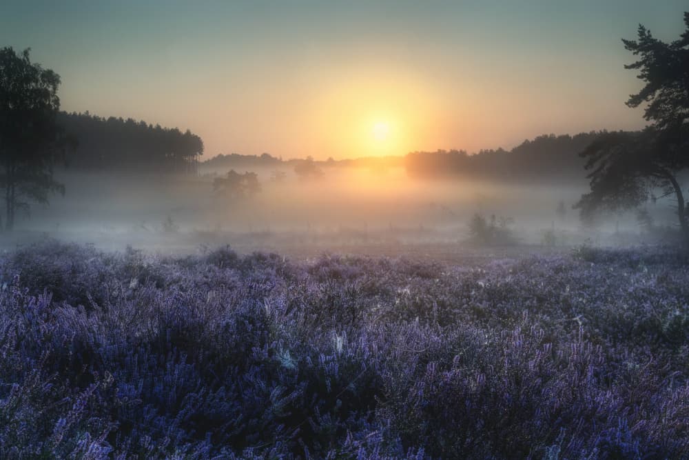Misty Heather Sunrise by Wim Denijs — canvas wall art