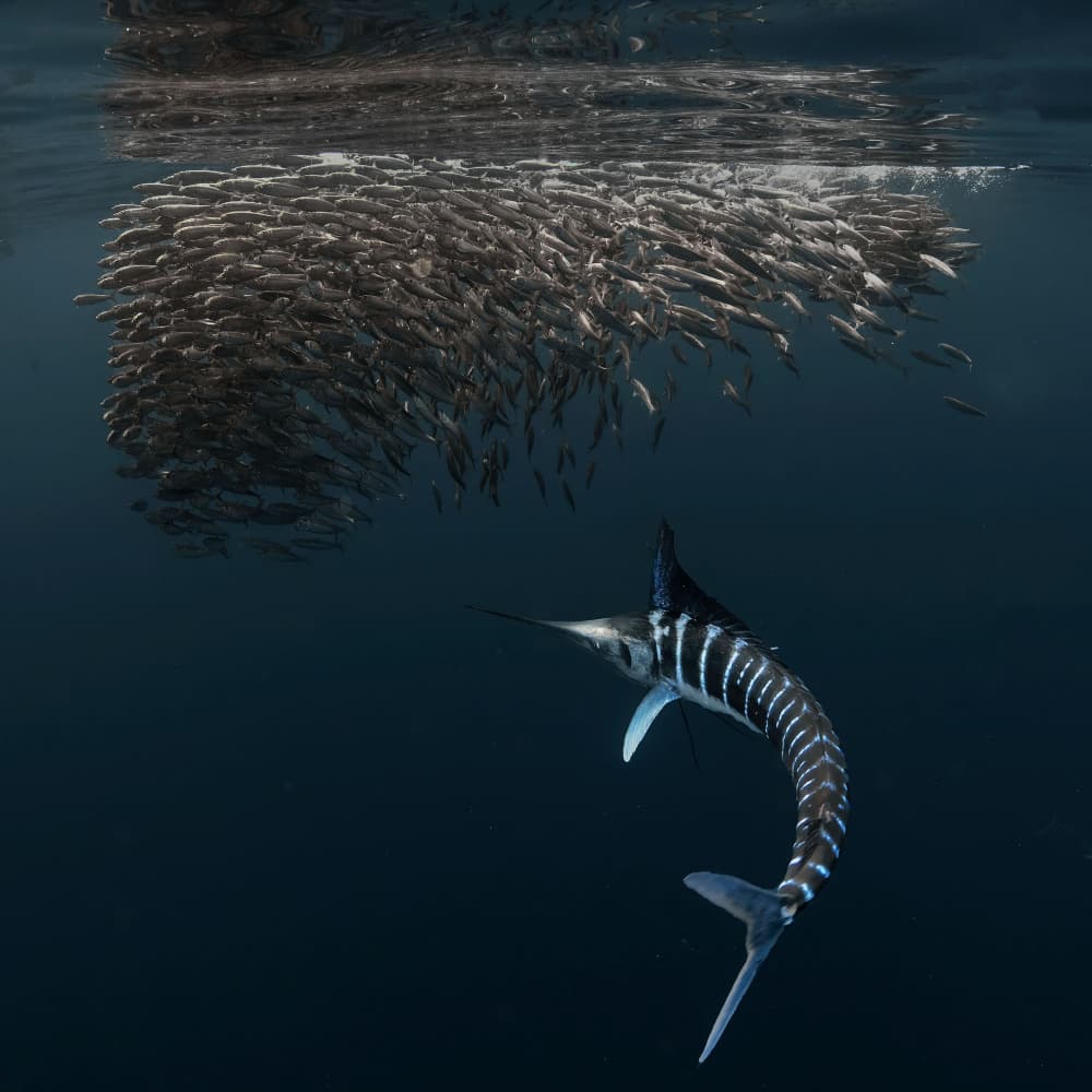 Marlin Chasing Fish School by Jennifer Lu — canvas wall art