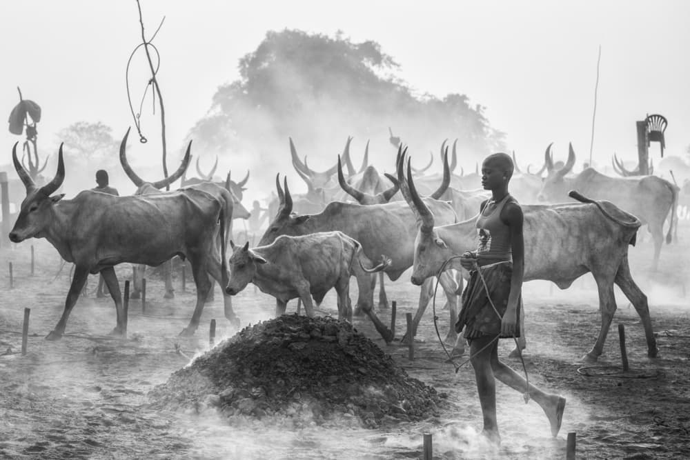 African Boy Cattle Camp by Trevor Cole — canvas wall art