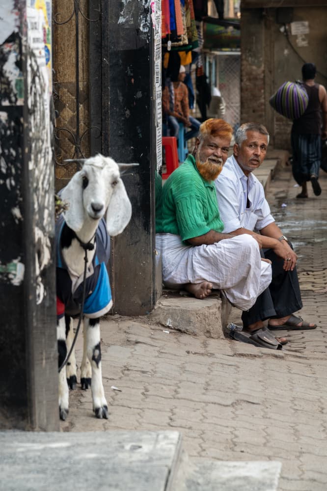 Dressed Goat Indian Street by Ilana Lam — canvas wall art