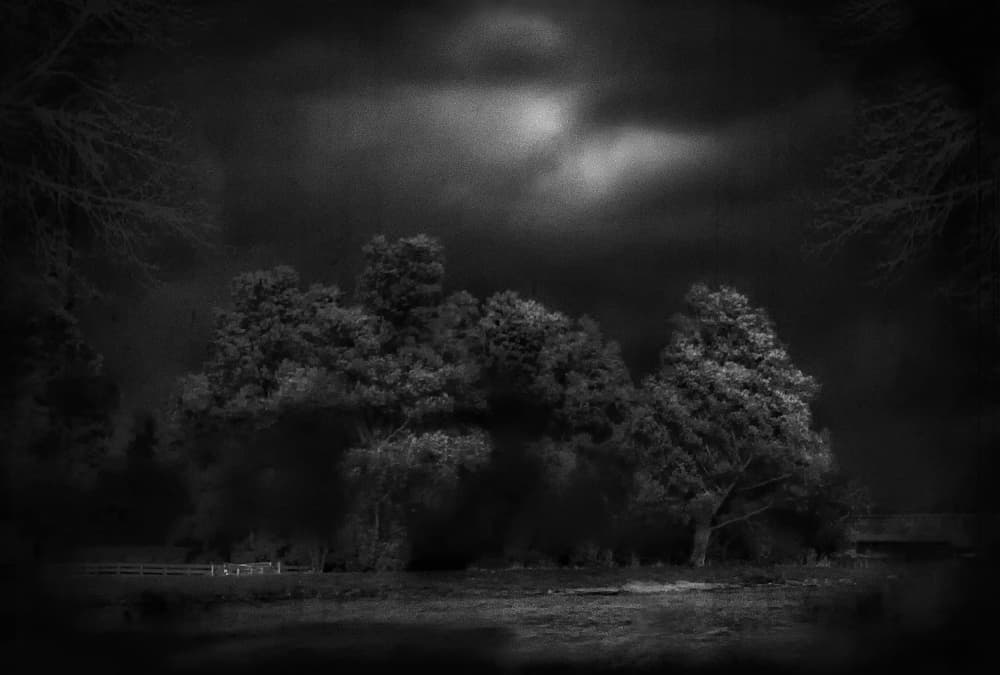 Mysterious Night Trees by Yvette Depaepe — canvas wall art