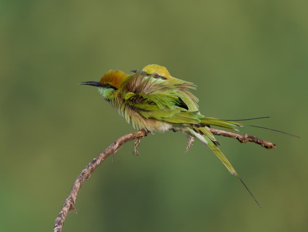 Two Green Bee-eaters by Rajat Dhesi — canvas wall art