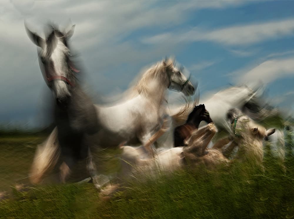Wild Horses in Motion by Milan Malovrh — canvas wall art