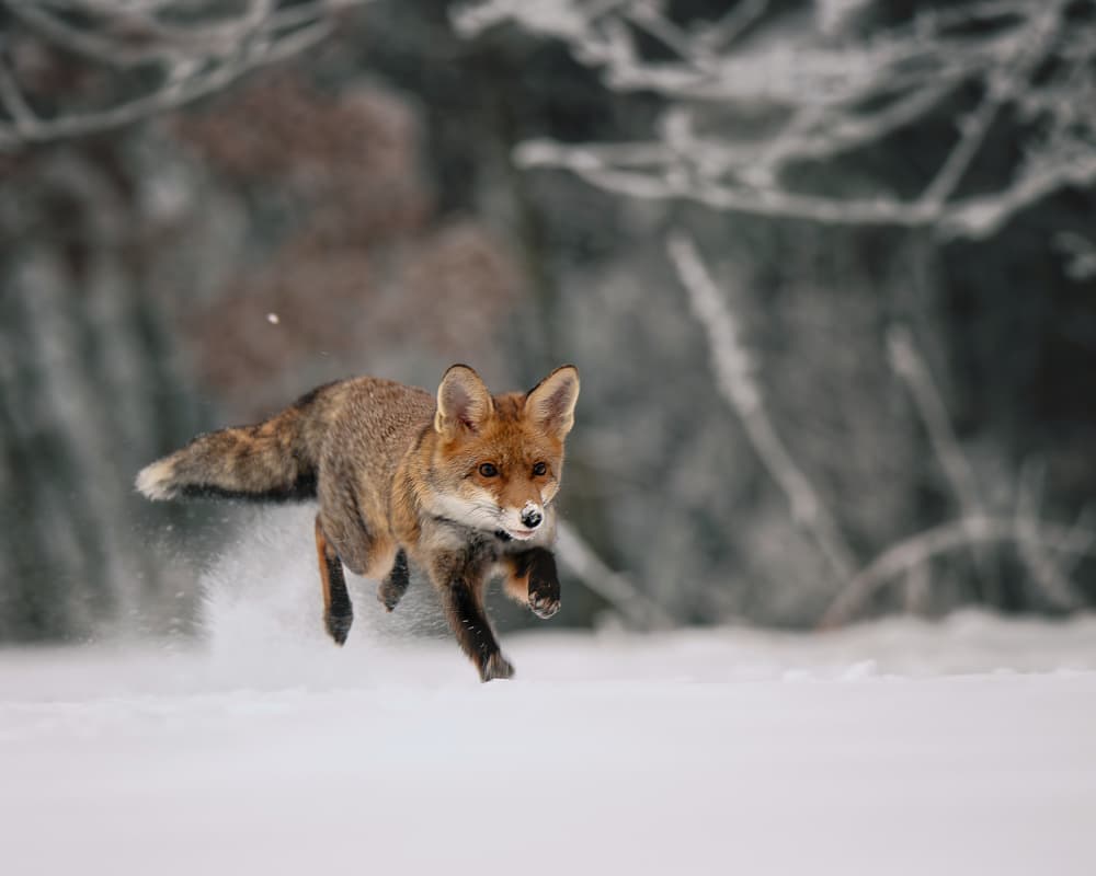 Red Fox Winter Run by Michaela Firešová — canvas wall art