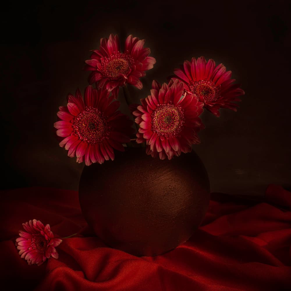 Moody Gerbera Still Life by Cicek Kiral — canvas wall art