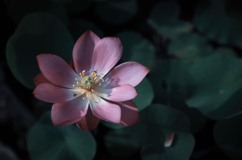 Pink Lotus Serenity by Fangping Zhou — canvas wall art