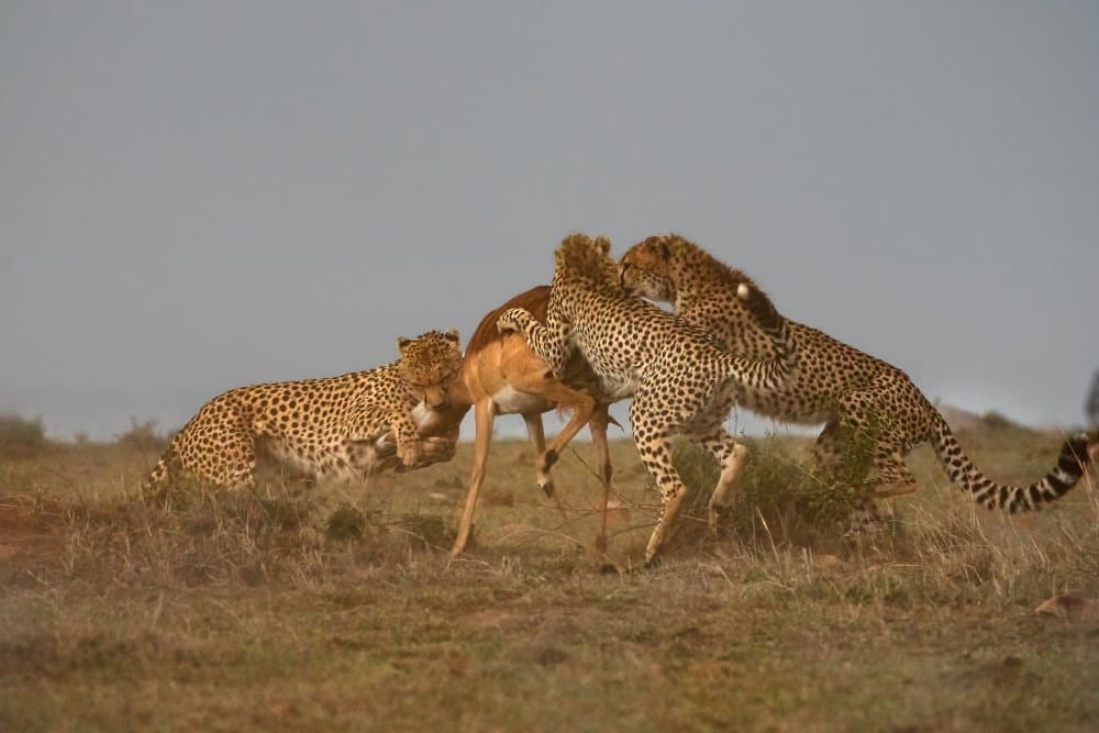 Cheetahs Hunting Antelope by MIN LI — canvas wall art