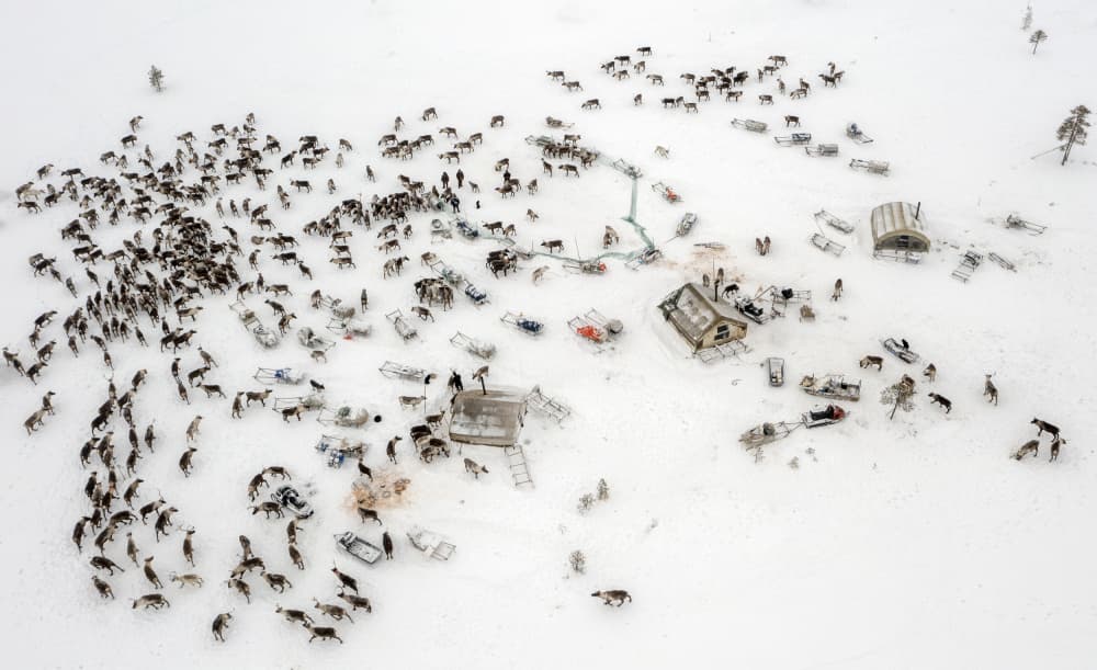 Sami Reindeer Camp by Marcel Rebro — canvas wall art