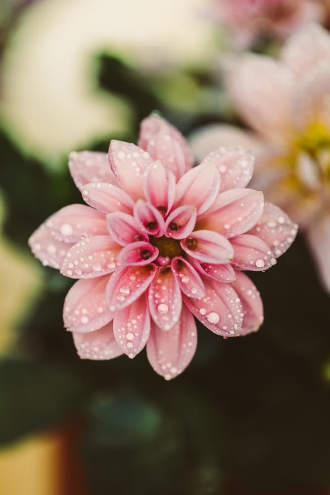 Dew Kissed Dahlia by Javier Pardina — canvas wall art
