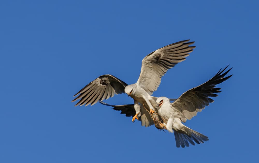 Raptor Pair Aerial Display by ANNA AN — canvas wall art