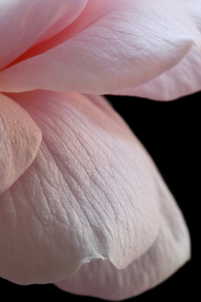 Soft Pink Petals by Alyson Fennell — canvas wall art