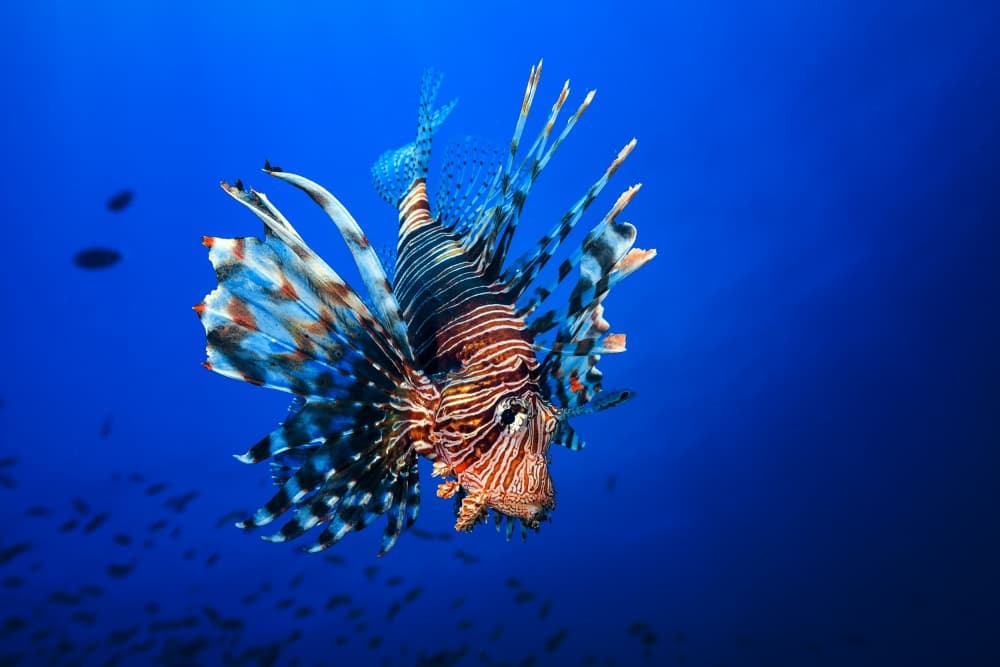 Striking Lionfish Underwater by Barathieu Gabriel — canvas wall art