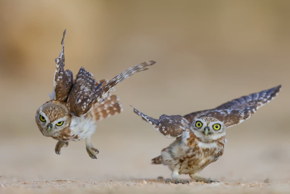 Playful Burrowing Owls by David Manusevich — canvas wall art
