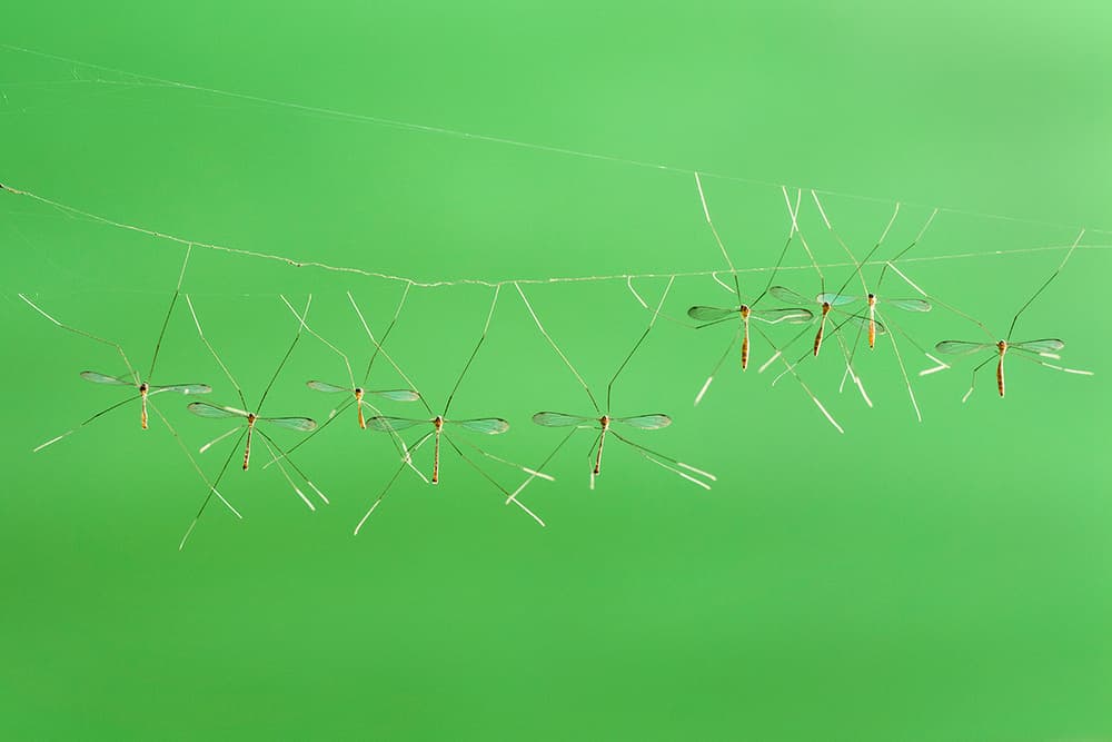 Crane Flies on Green Web by Hendy Mp — canvas wall art