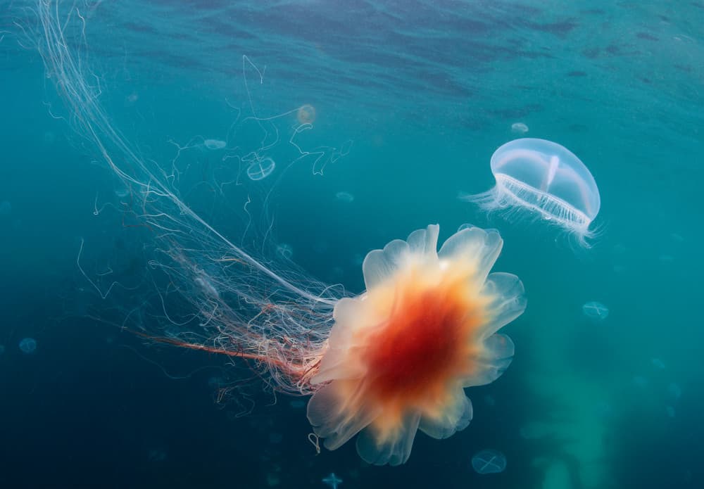 Orange Jellyfish Encounter by Andrey Narchuk — canvas wall art