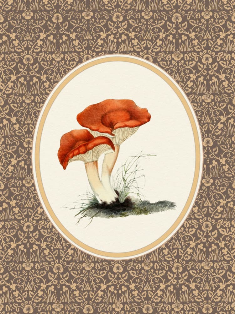 Vintage Mushroom Illustration by Wild Violets — canvas wall art