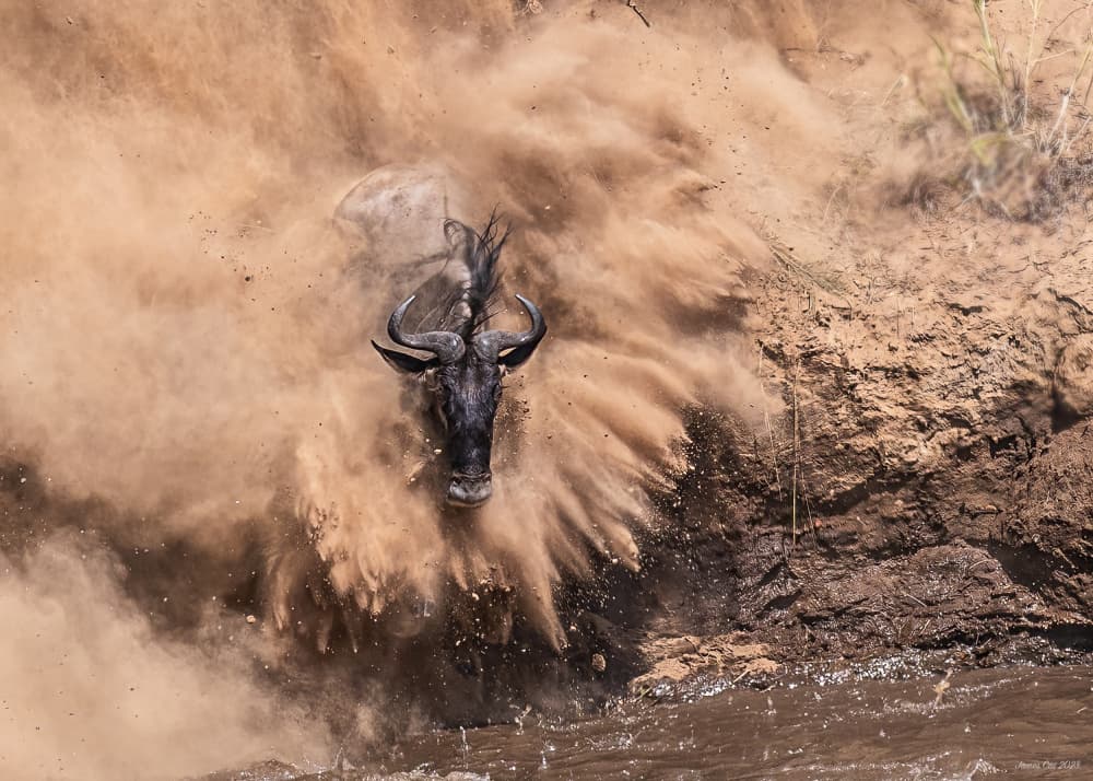 Wildebeest River Crossing by James Cai — canvas wall art