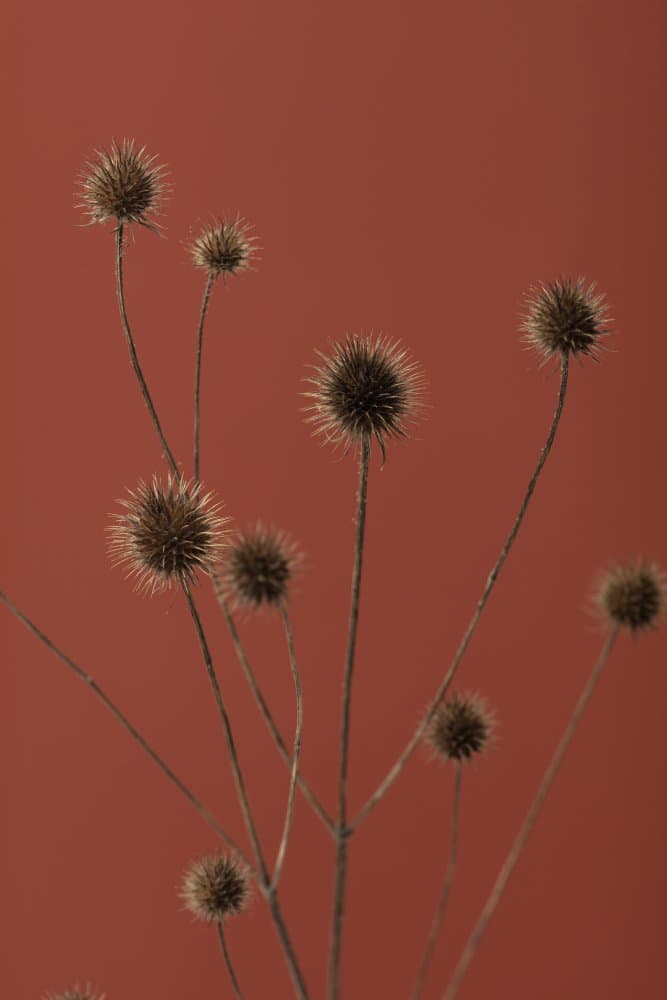 Terra Cotta Thistle Forms by Pictufy Studio III — canvas wall art