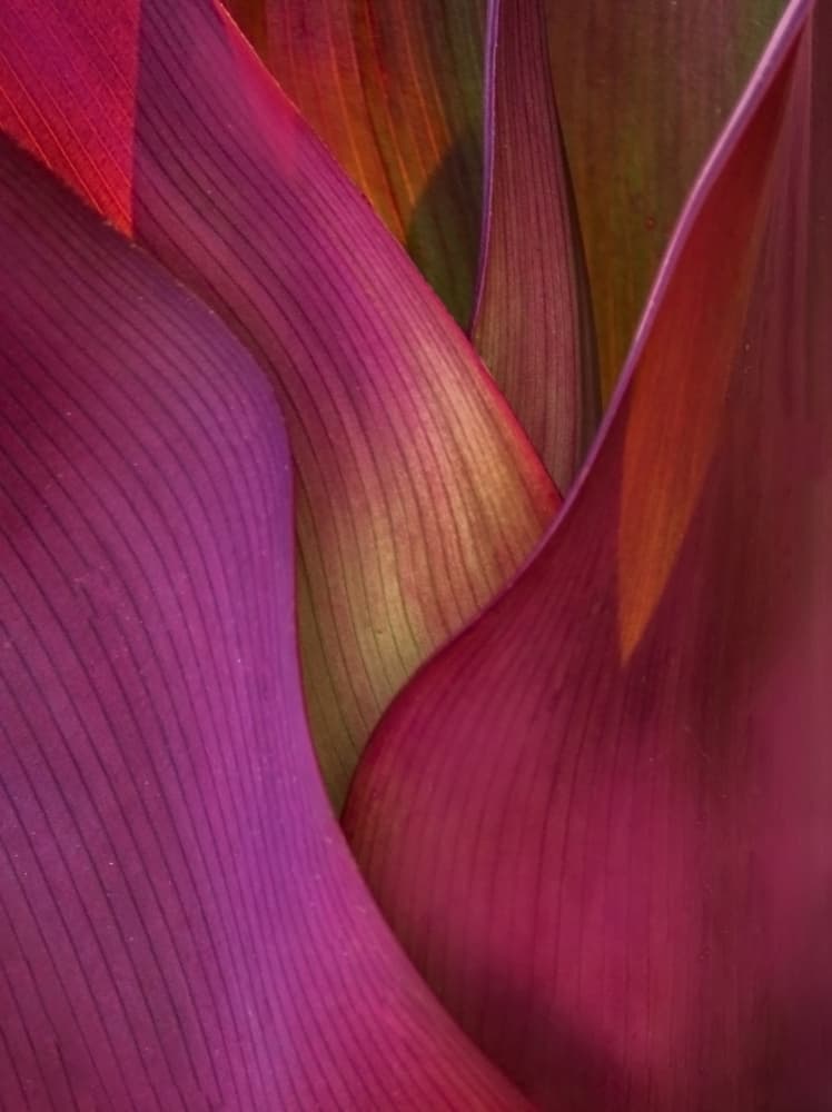 Fuchsia Leaf Curves by Robin Wechsler — canvas wall art